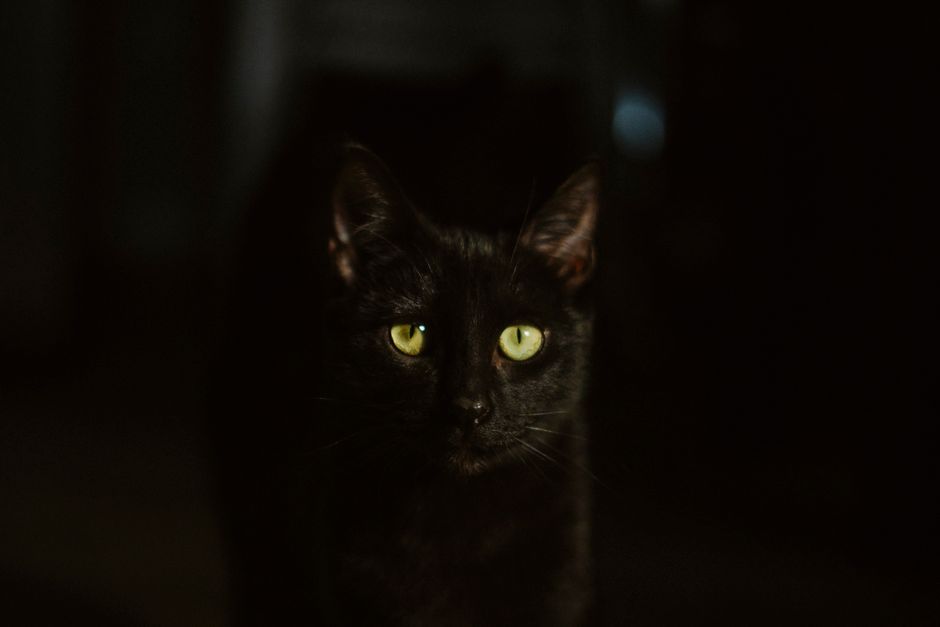 A black cat with striking green eyes gazes into the camera, surrounded by darkness.