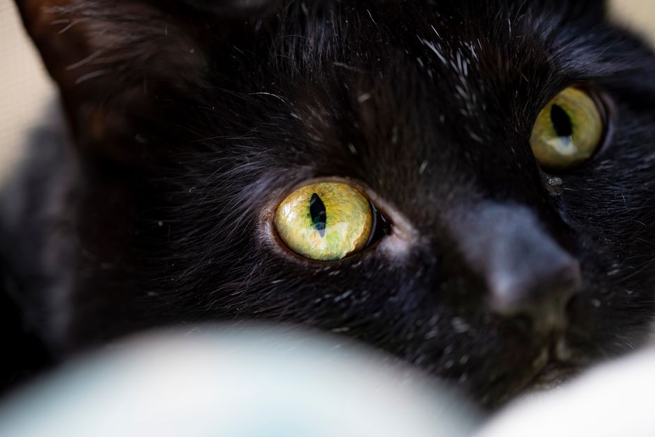 Vivid image capturing the mesmerizing green eyes of a black cat in Shelby, Ohio.