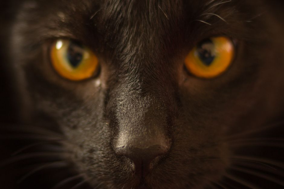 Intense close-up capturing the vibrant eyes of a black cat, evoking curiosity and intrigue.