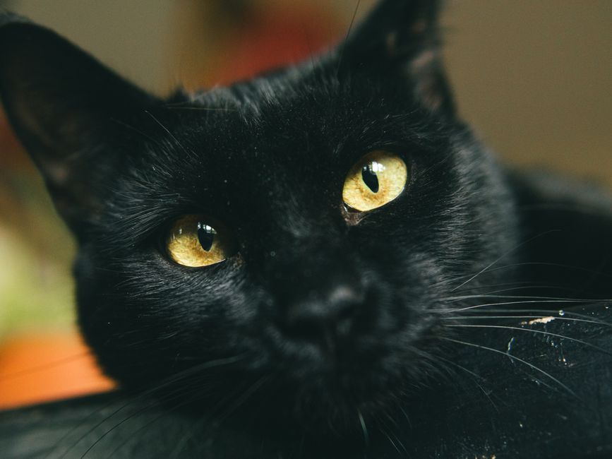 Stunning close-up photo of a black cat with striking yellow eyes.