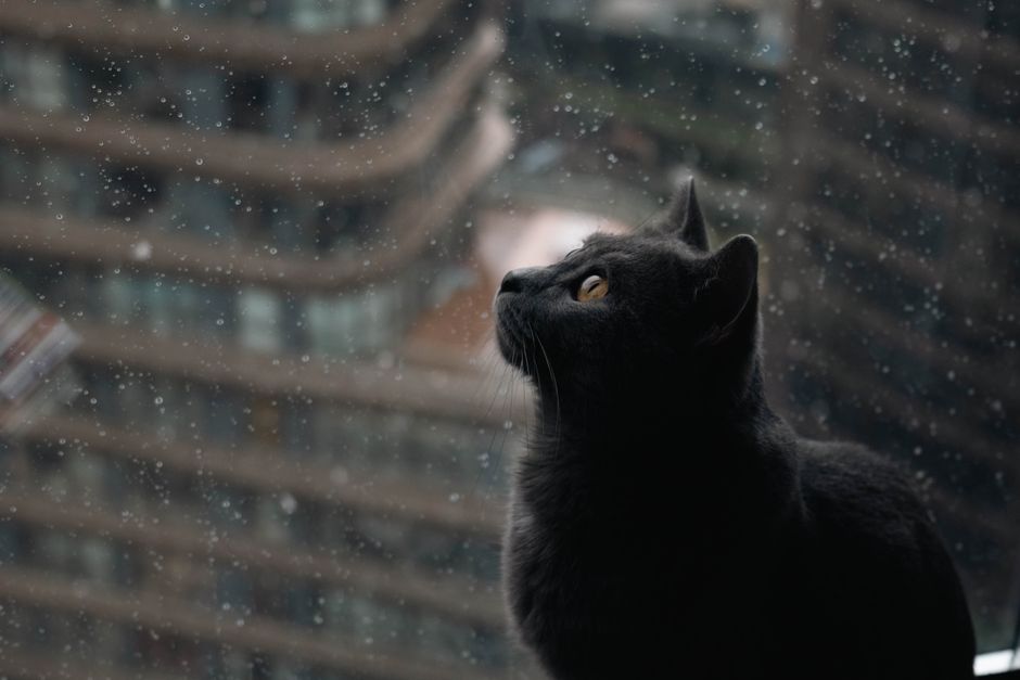 A black cat intently looking out a window as rain drops gently fall outside.