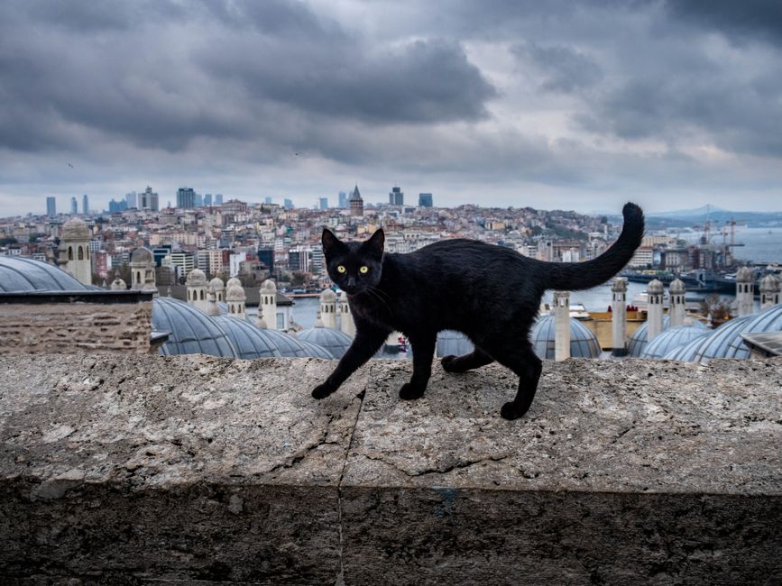 Black cat walking on a stone wall with Istanbul cityscape background.